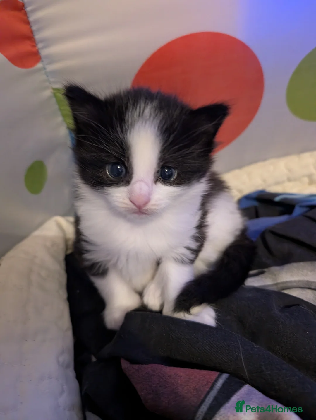 Mixed Breed cats for sale: Fluffy female and male kitten - Advert 1