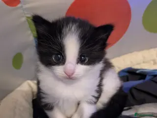 Mixed Breed cats Fluffy female and male kitten - Advert 1