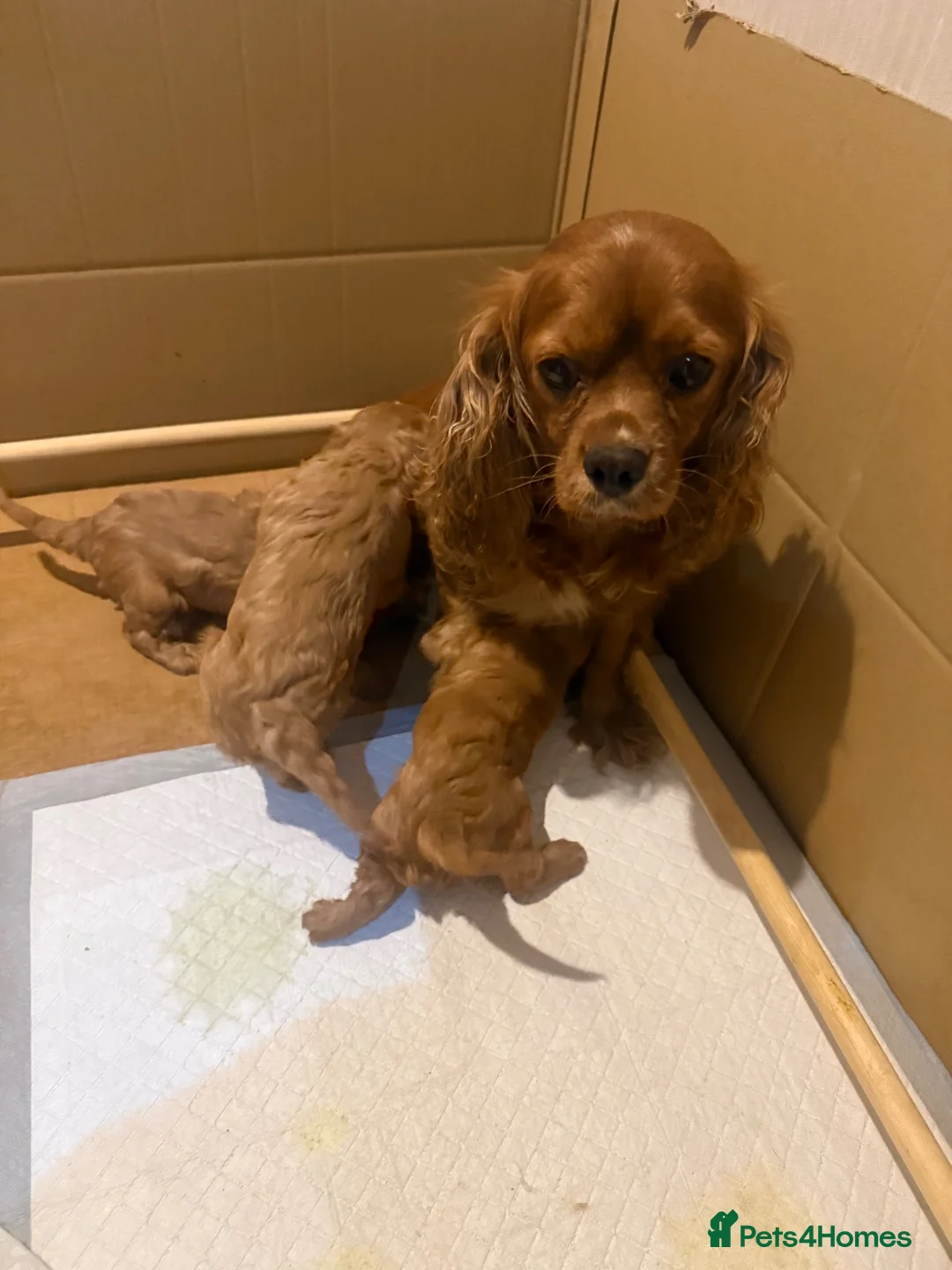 Cavalier King Charles Spaniel dogs for sale: Cavalier King Charles - Advert 2