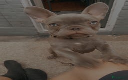 French Bulldog dogs for sale: French bulldog  - Image 2