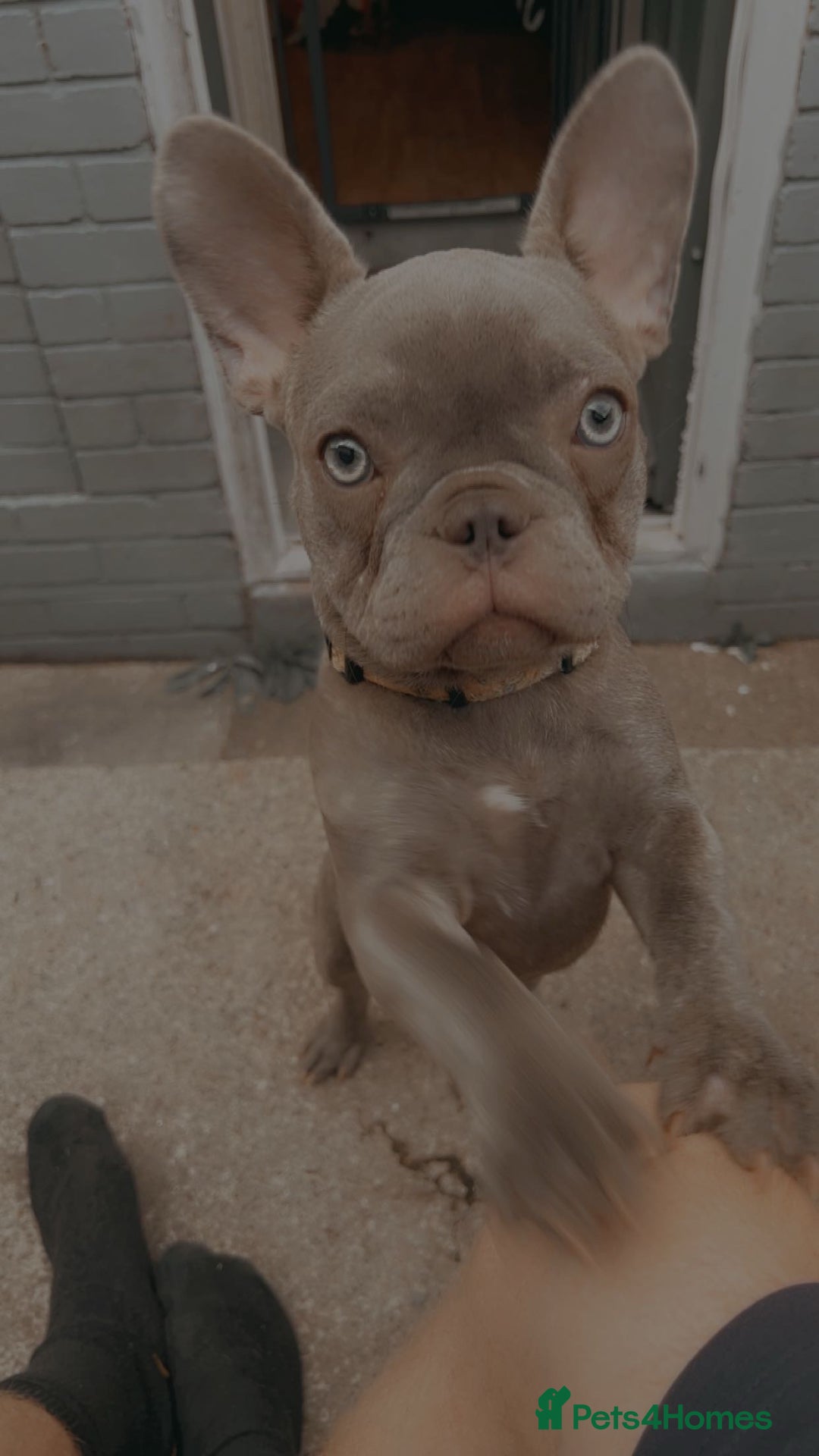 French Bulldog dogs for sale: French bulldog  - Image 2
