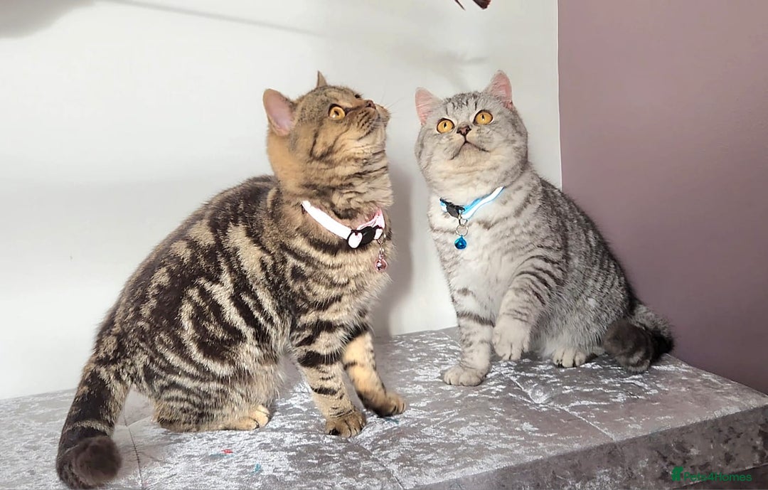 British Shorthair cats for sale: Amazing Quality Pedigree British Shorthair Kittens - Advert 16