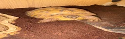 Tortoise reptiles for sale: 2 x Russian tortoises with setup - Advert 3