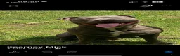 Staffordshire Bull Terrier dogs for sale: Beautiful kc registered Staffords bull terrier  - Advert 20
