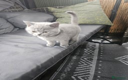 British Shorthair cats for sale: Short hair British kittens  - Image 5