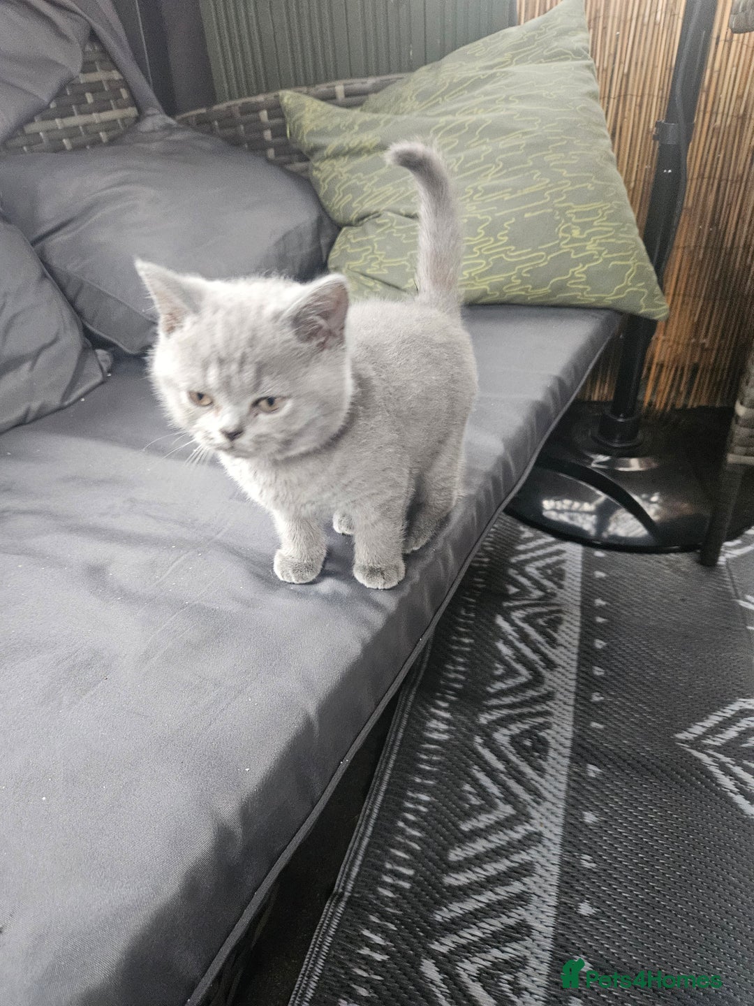 British Shorthair cats for sale: Short hair British kittens  - Image 5
