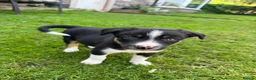 Border Collie dogs for sale: Border collie pups ready to leave now - Advert 17