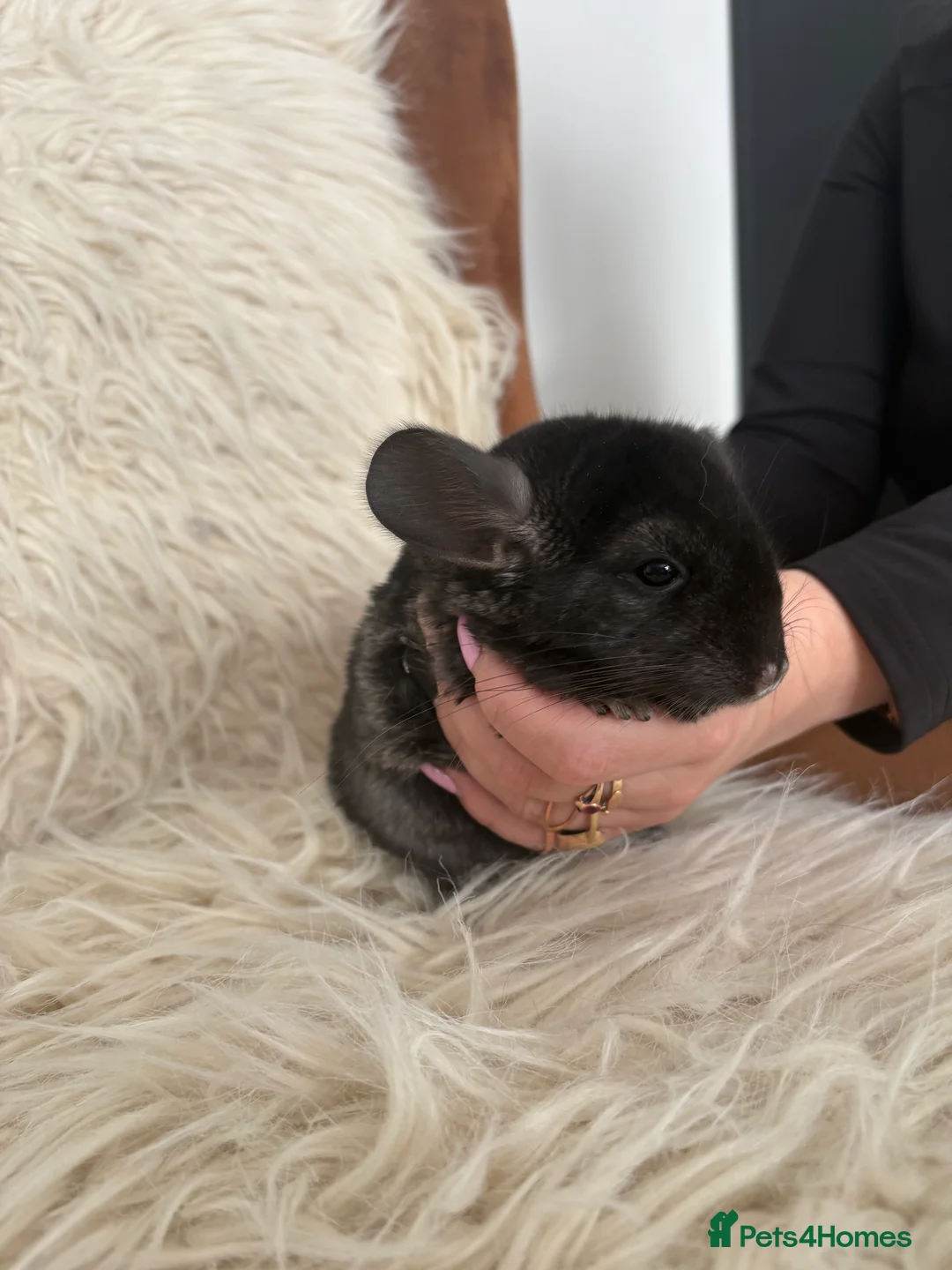 Chinchilla rodents for sale: 2 girl chinchillas ready for new home  - Advert 18