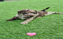 Mixed Breed dogs for sale: Patterdale cross minature daschound  - Image 9