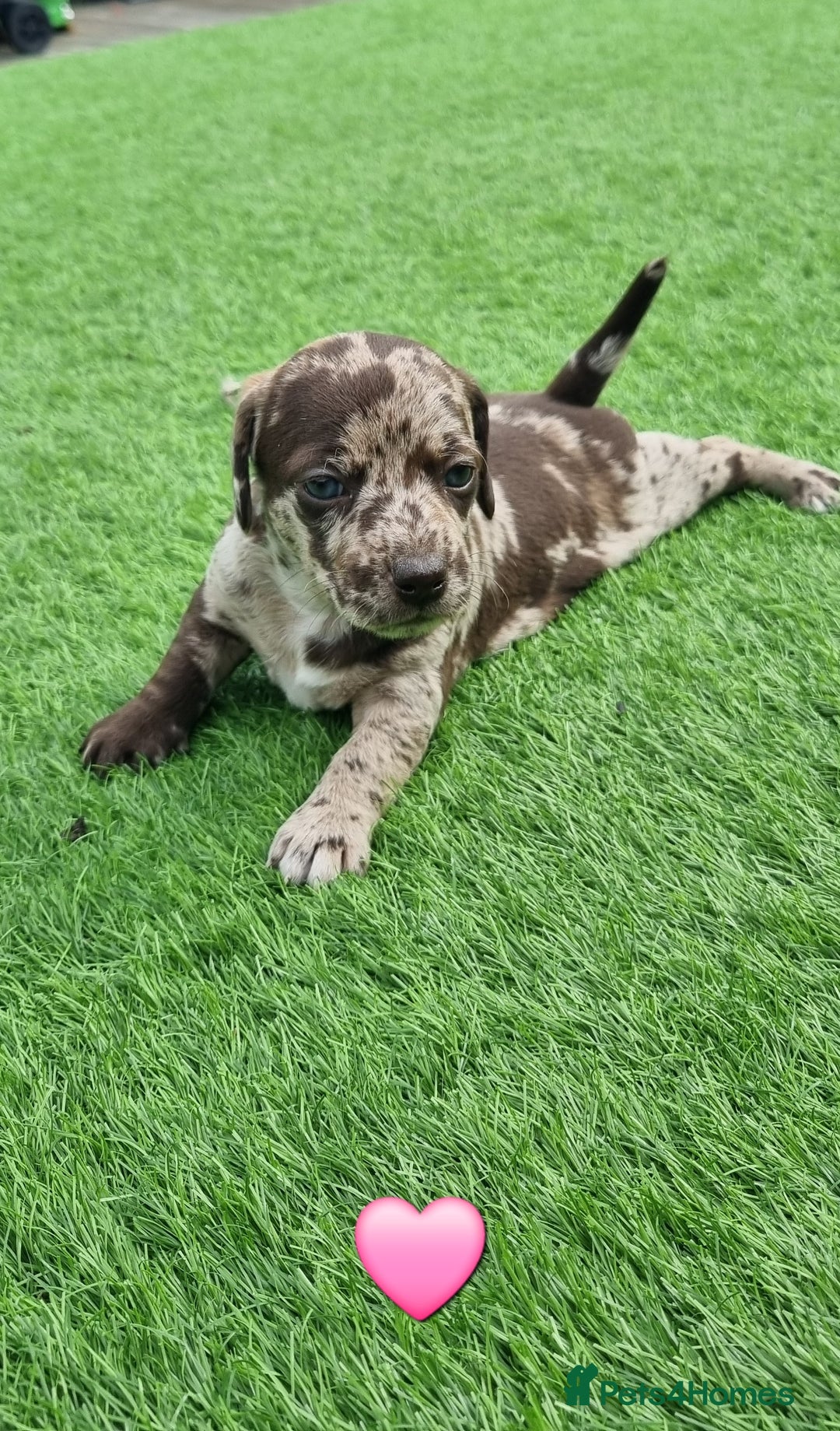 Mixed Breed dogs for sale: Patterdale cross minature daschound  - Image 9