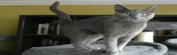 Russian Blue cats for sale: Pure Russian Blue Female Cat - Advert 2