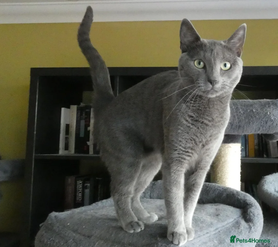 Russian Blue cats for sale: Pure Russian Blue Female Cat - Advert 2