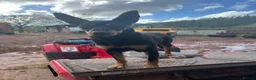 Mixed Breed dogs for sale: Australian Kelpie x Collie Pups in Llangadog - Advert 7