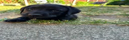 Labrador Retriever dogs for sale: (3 left) ADORABLE LABRADOR PUPPIES FOR SALE 🐾  - Advert 8