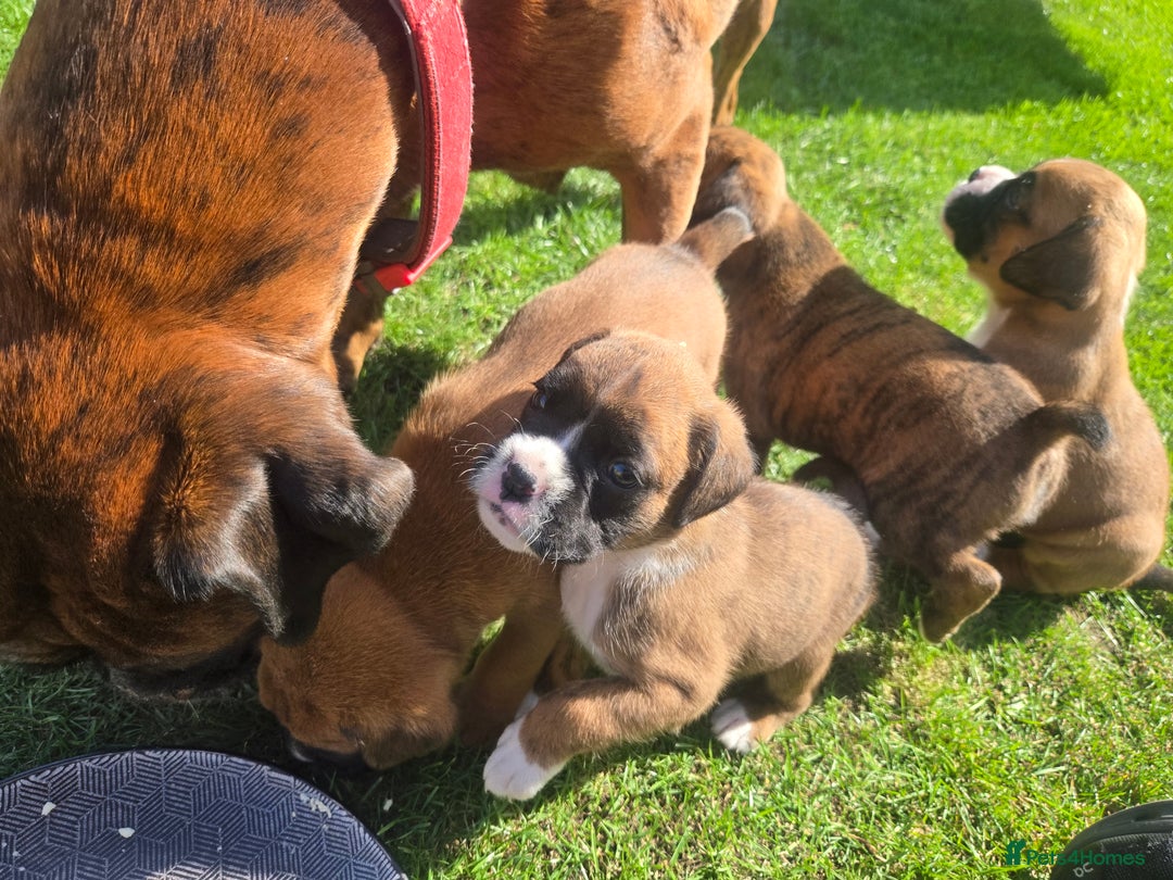 Boxer dogs for sale: KC PEDIGREE BOXER PUPPIES  - Image 27