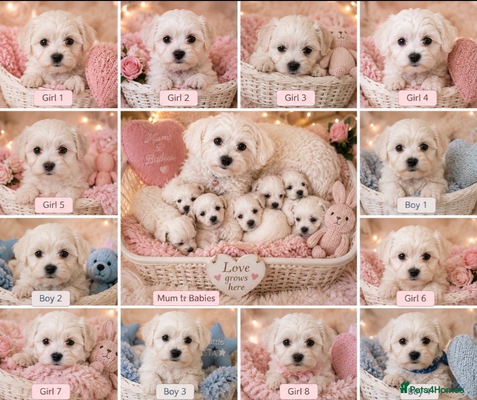 Mixed Breed dogs Beautiful Maltese x coton de Tuléar puppies 🐶  - Advert 2