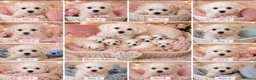 Mixed Breed dogs for sale: Beautiful Maltese x coton de Tuléar puppies 🐶  - Advert 2