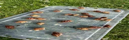 Snails invertebrates for sale: Giant African Snails for sale! - Advert 3