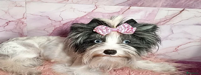 Vivianne