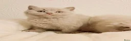 British Shorthair cats for sale: Beautiful British Shorthair Males & Females - Advert 28
