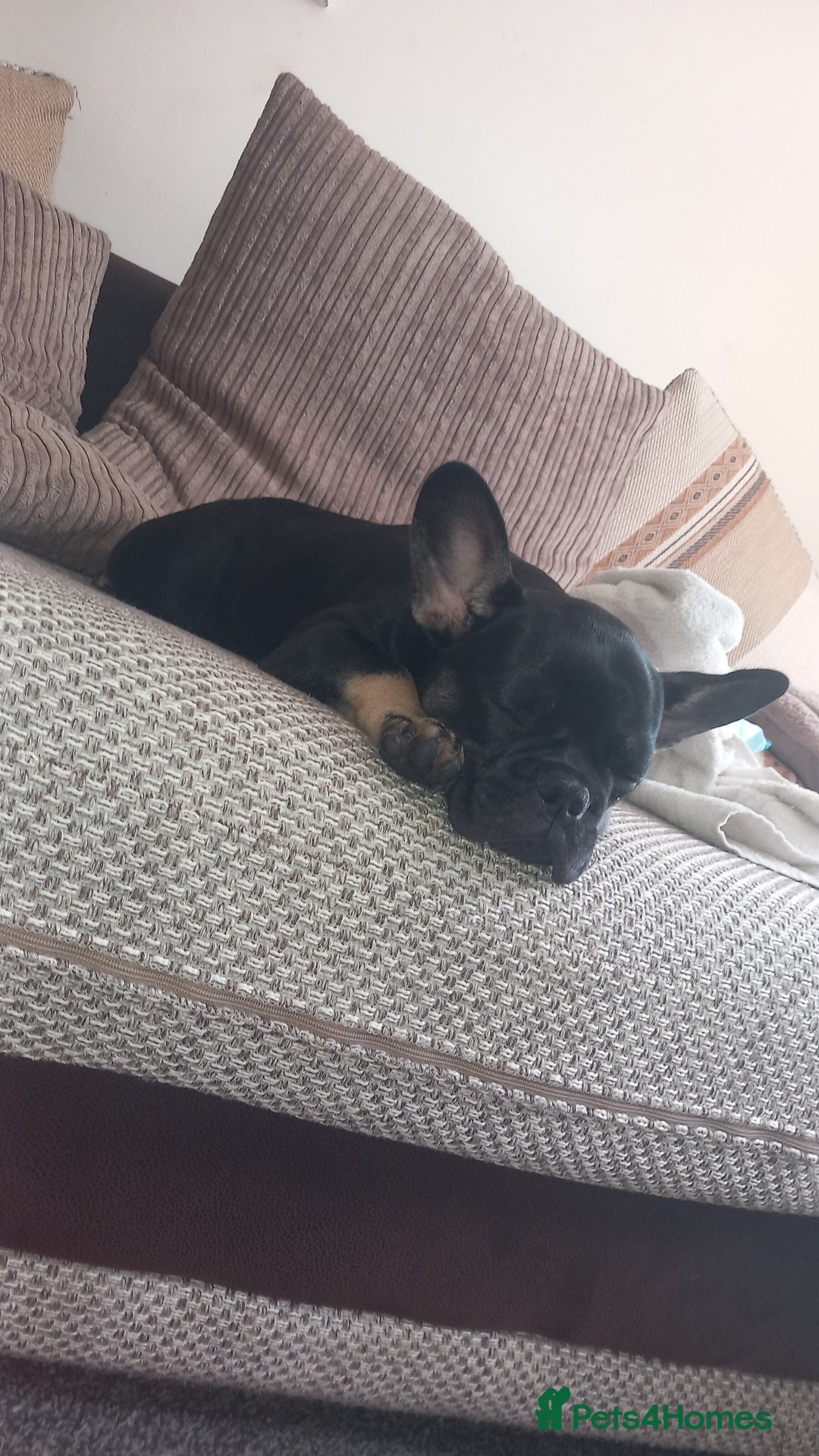 French Bulldog dogs for sale: Female french bulldog  - Image 5