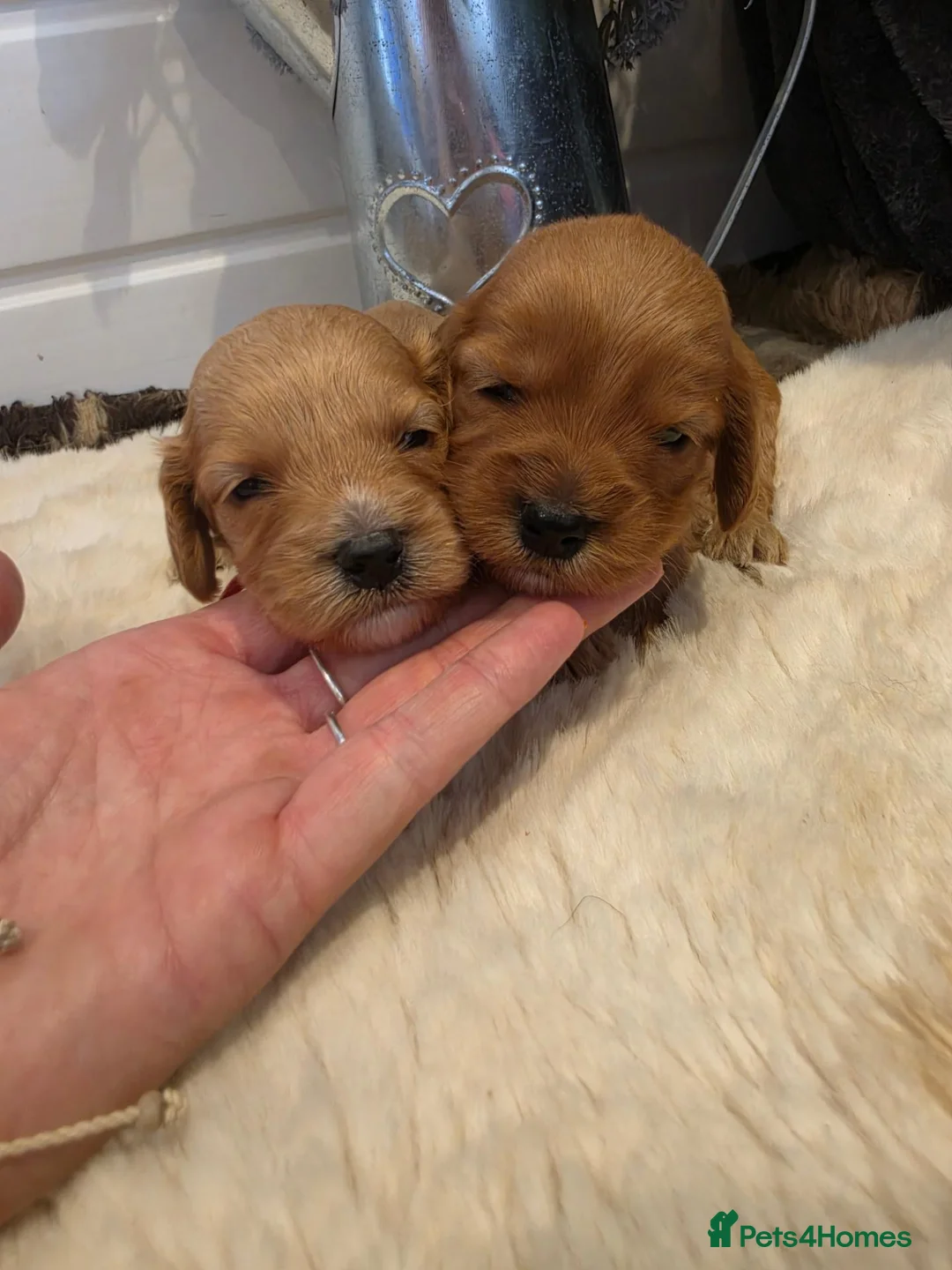 Cockapoo dogs for sale: 🐾fabulous F1 showtype cockapoo puppies 🐶  - Advert 2