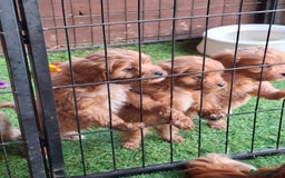 Cavapoo dogs for sale: Adorable F1 Cavapoo puppies  - Advert 5