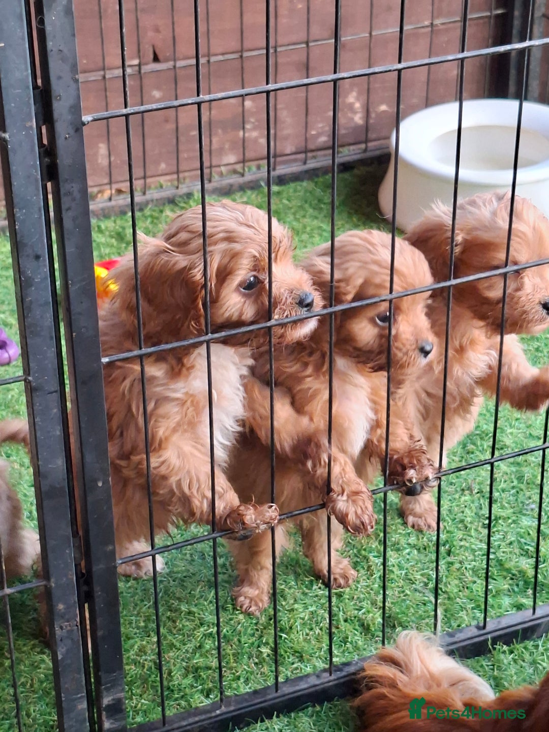 Cavapoo dogs for sale: Adorable F1 Cavapoo puppies  - Advert 5