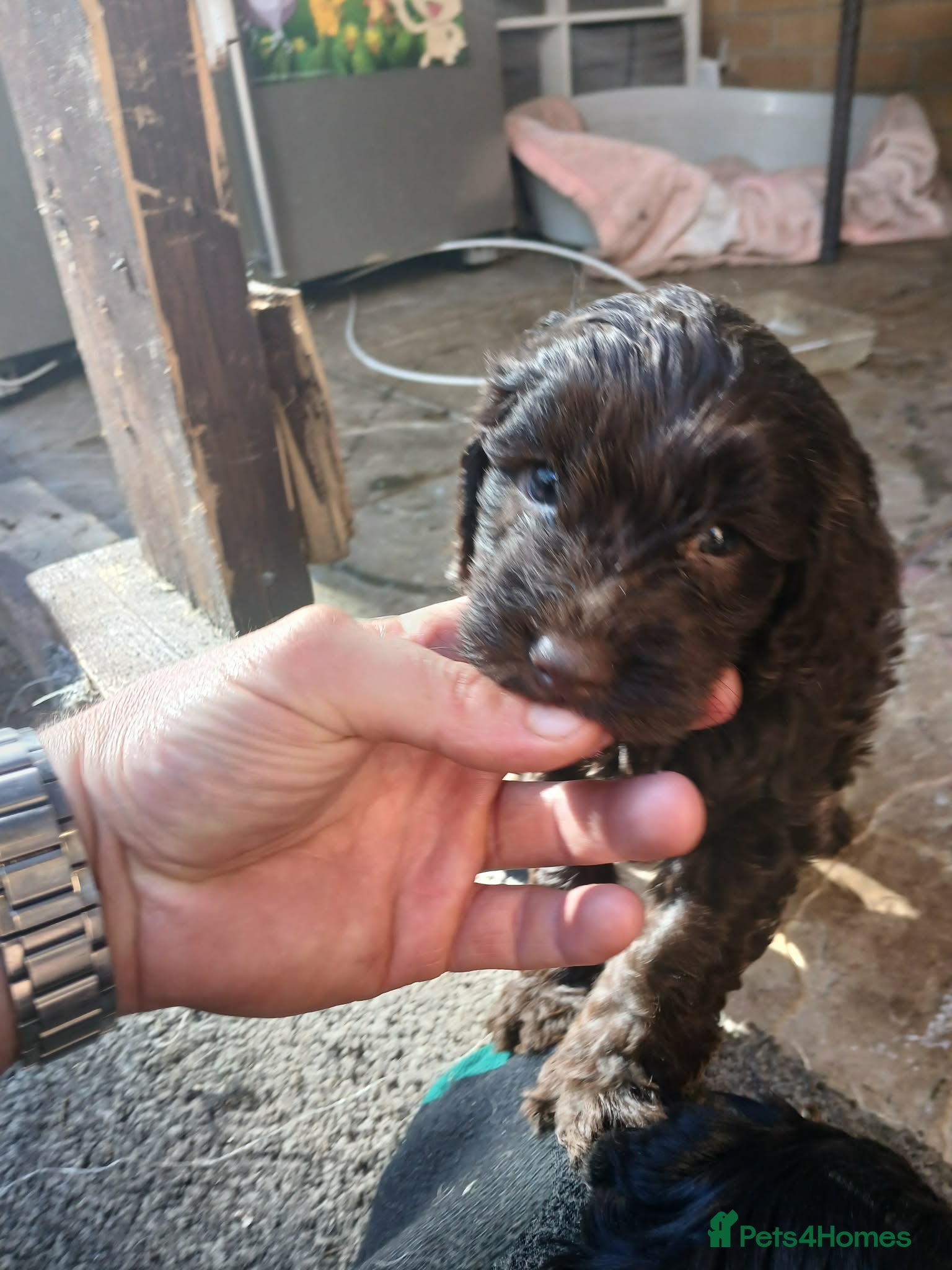 Cockapoo dogs Fb1 puppies 3girls pic 4is a boy  - Advert 2