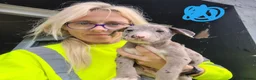 Lurcher dogs for sale: Collie bull greys - Advert 6