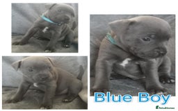 Staffordshire Bull Terrier dogs for sale: Blue Staffs Puppies - Image 9