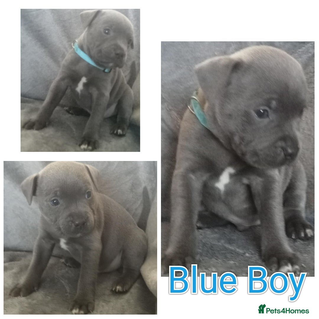 Staffordshire Bull Terrier dogs for sale: Blue Staffs Puppies - Image 9