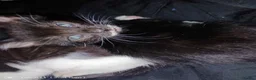 Mixed Breed cats for sale: 2 kittens  in Prenton - Advert 3