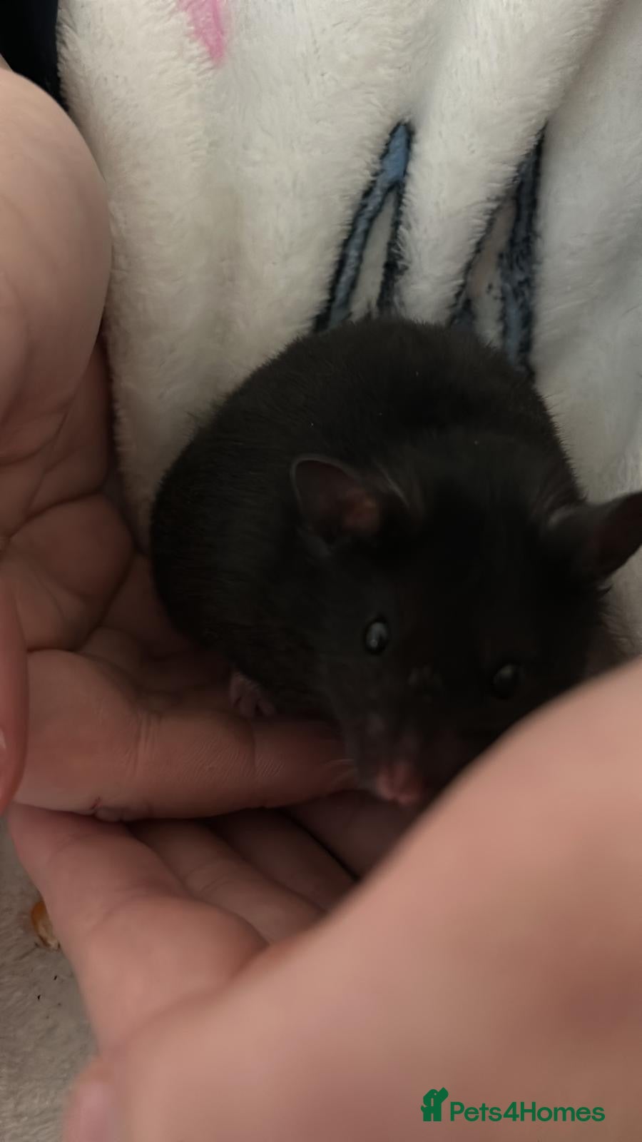 Hamster rodents for sale: Grey hamster with cage and accessories  - Advert 1