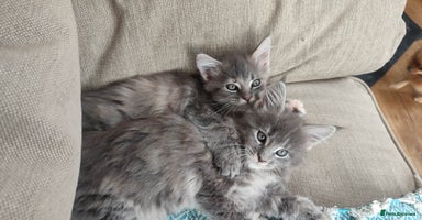 Maine Coon cats - Advert 15