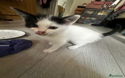 Mixed Breed cats for sale: Kittens for sale  - Image 13