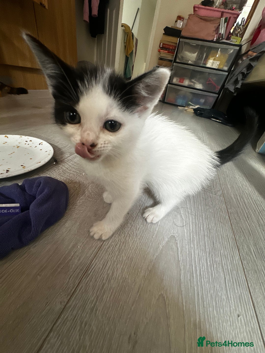 Mixed Breed cats for sale: Kittens for sale  - Image 13