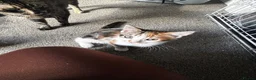 Mixed Breed cats for sale: 5 kittens for sale in St Albans - Advert 10