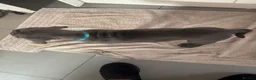Cane Corso dogs for sale: Grand champion bloodline Cane Corso puppies  - Advert 9