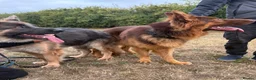 German Shepherd dogs for stud: PROVEN MASSIVE LIVER AND TAN GERMAN SHEPHERD STUD! - Advert 12