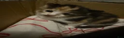 Mixed Breed cats for sale: 4 stunning kittens  - Advert 7