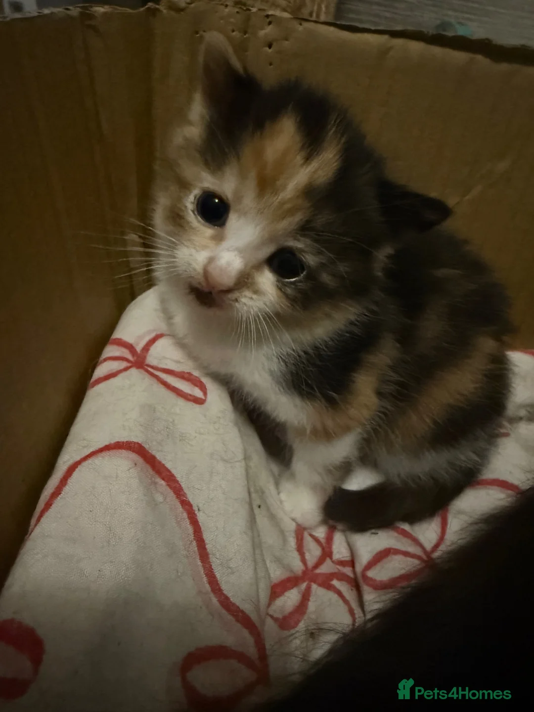 Mixed Breed cats for sale: 4 stunning kittens  - Advert 7