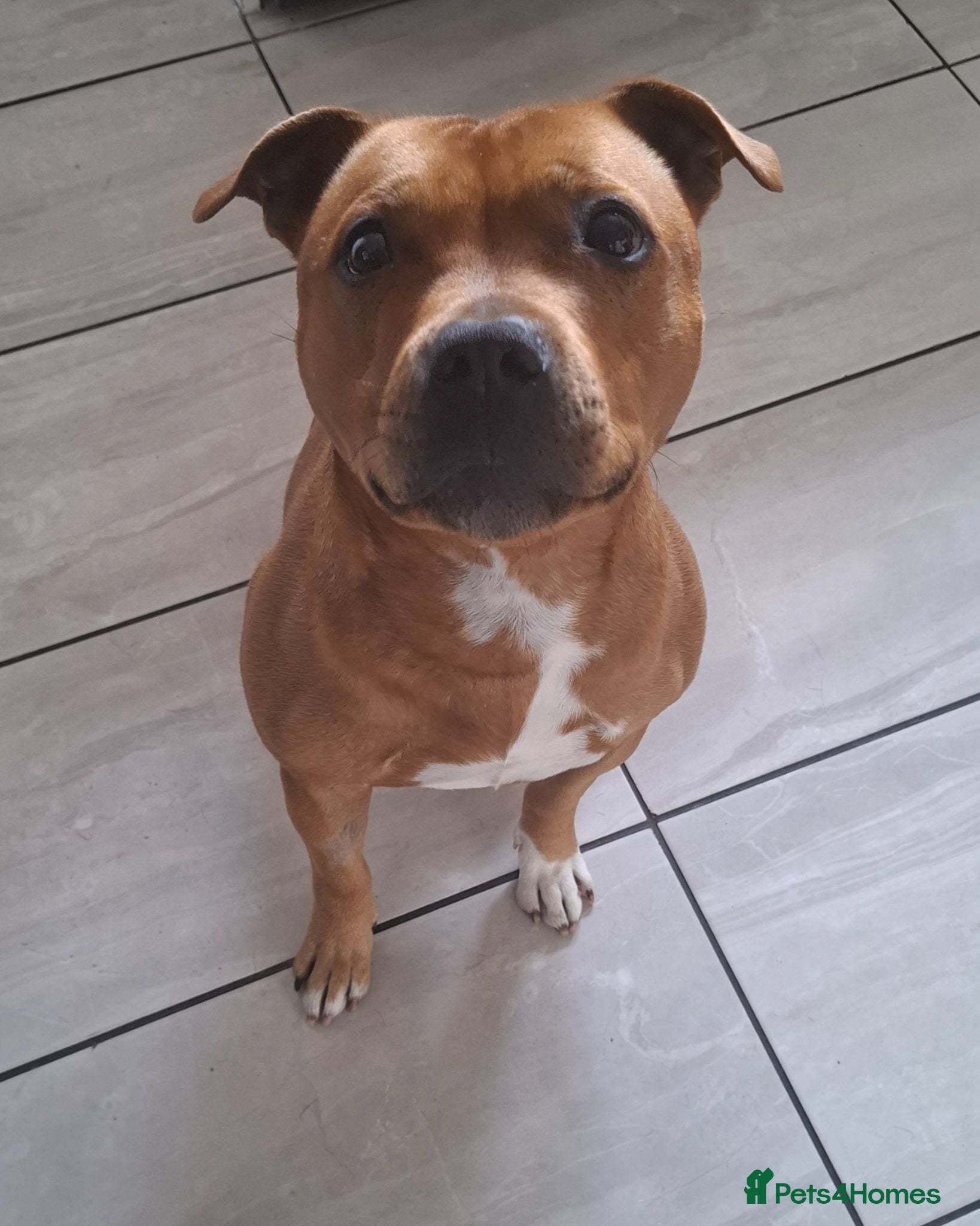 Staffordshire Bull Terrier dogs Male staffy for stud - Advert 2