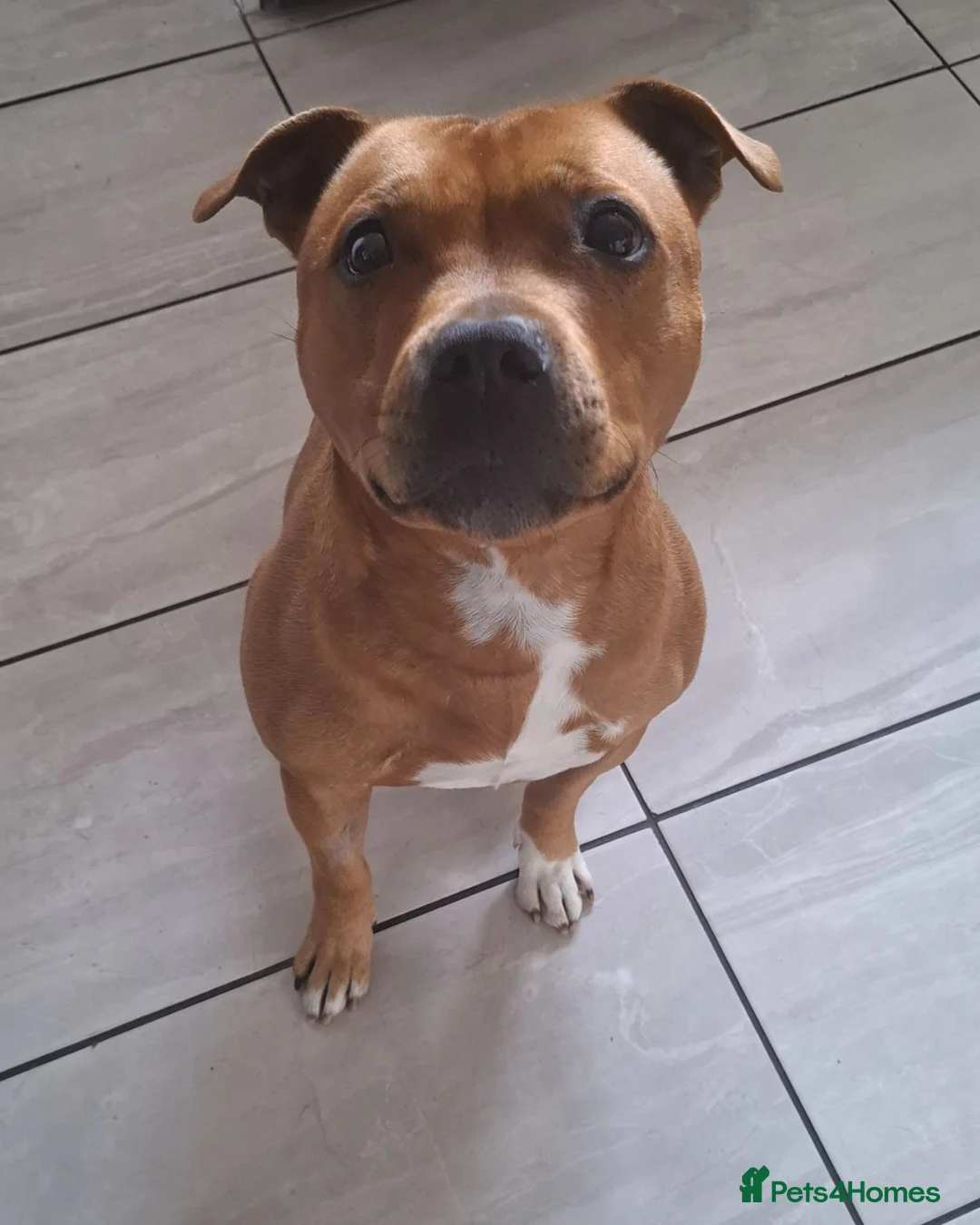 Staffordshire Bull Terrier dogs for stud: Male staffy for stud in Belfast - Advert 1