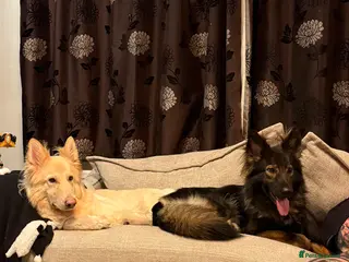 German Shepherd dogs Gorgeous temperament girl looking for a new home in Bognor Regis - Advert 1