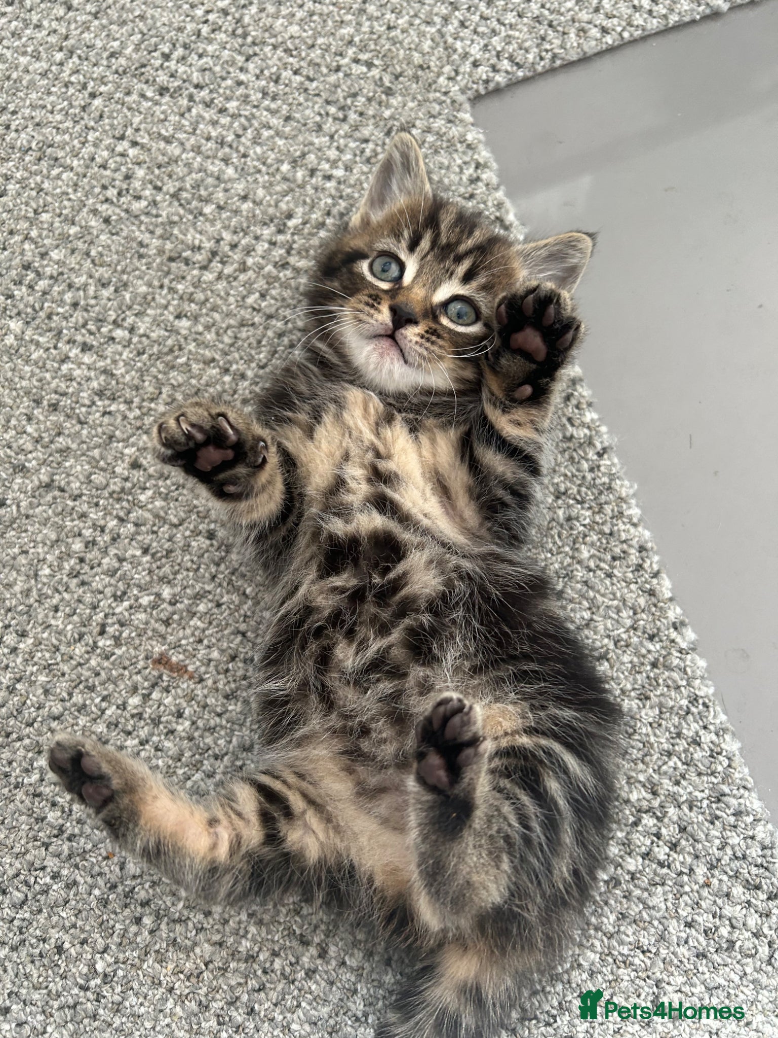 Norwegian Forest Cat cats     Four Adorable Kittens - Advert 4