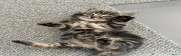 Norwegian Forest Cat cats for sale:     Four Adorable Kittens - Advert 5