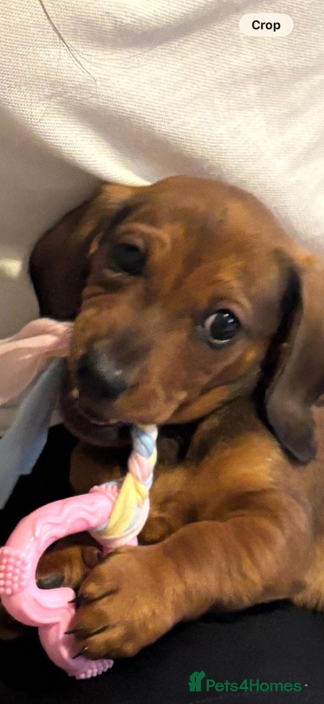 Miniature Dachshund dogs for sale: Biscuit,miniature tanand black coloured dachshund  - Advert 4