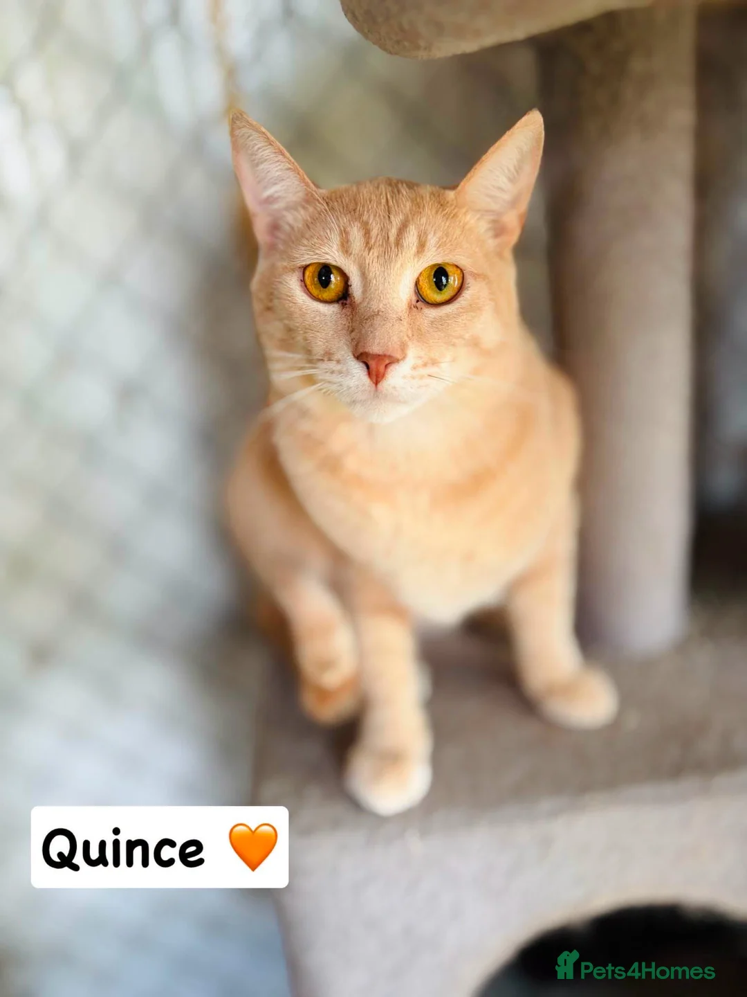 Mixed Breed cats for adoption: 🐱🧡 Meet Quince  in Edinburgh - Advert 2