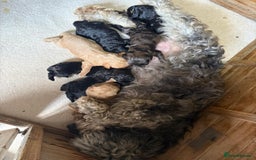 Cockapoo dogs for sale: Cockapoo - Image 7